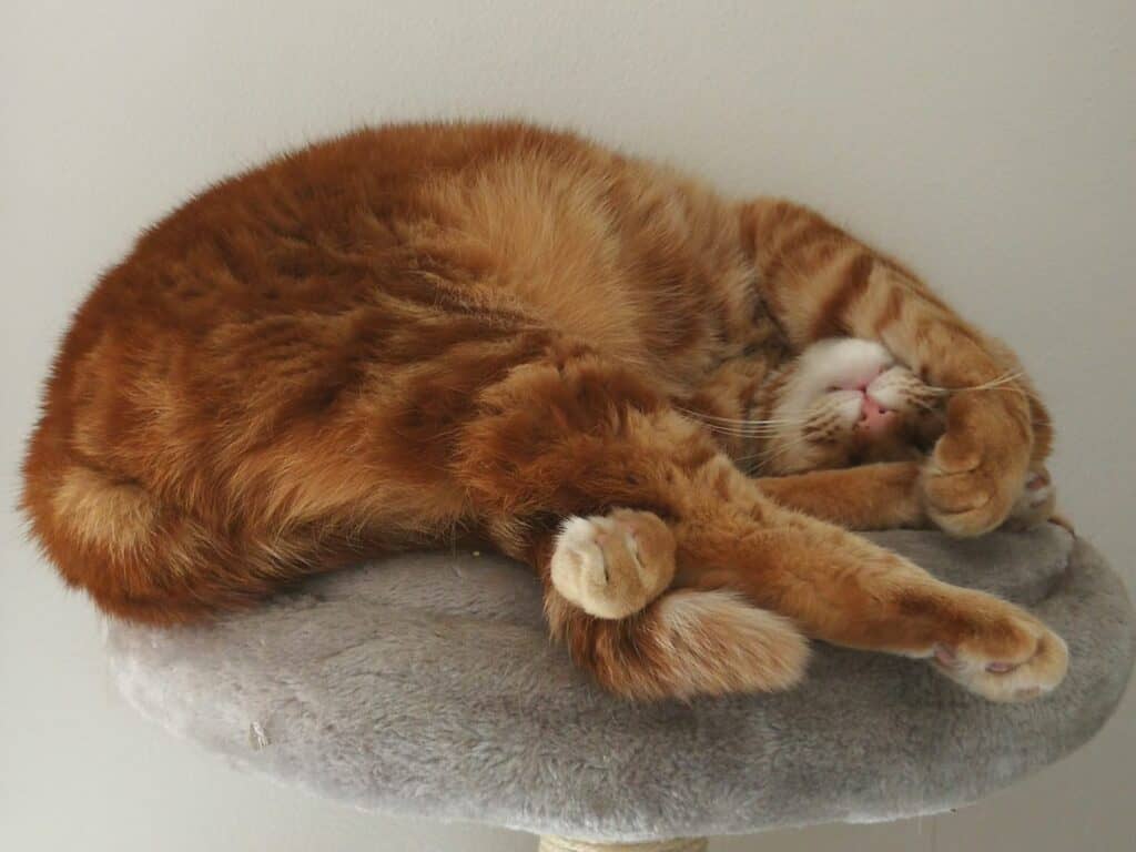 Nino che dorme