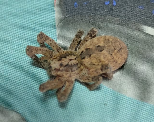 Ragno Zoropsis spinimana