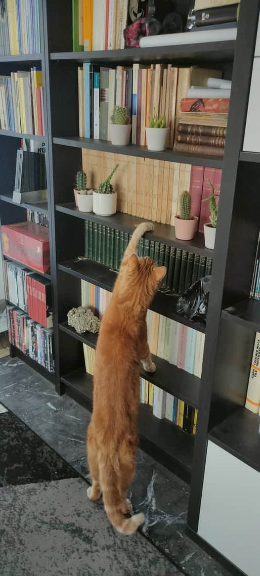 Nino che cerca il bastoncino